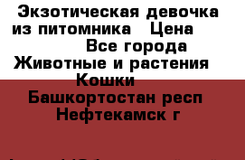 Экзотическая девочка из питомника › Цена ­ 25 000 - Все города Животные и растения » Кошки   . Башкортостан респ.,Нефтекамск г.